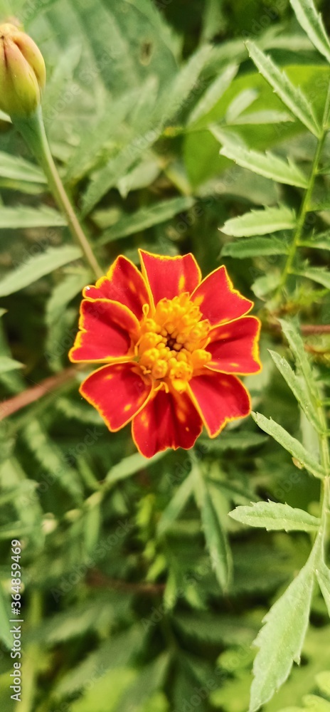 Red flower of merigold. Red flower of merigold.