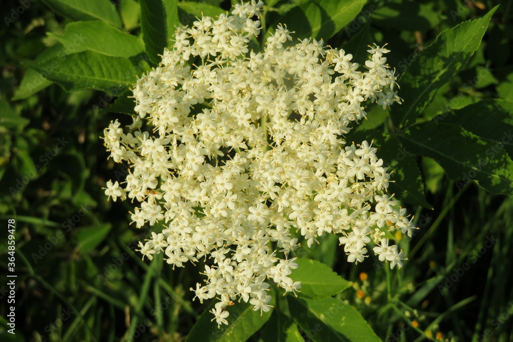 White elderberry flowers in the garden, closeup White elderberry flowers in the garden, closeup
