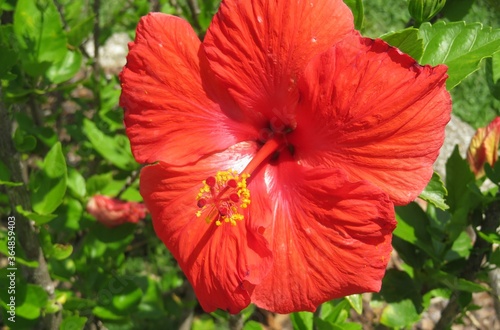 Beautiful red hibiscus flower in Florida nature, closeup © natalya2015