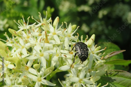 Chafer beetle on cornus sanguinea flowers in the garden photo