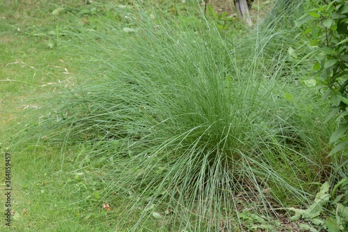 Muhlenbergia is a Poaceae evergreen prennial plant. photo