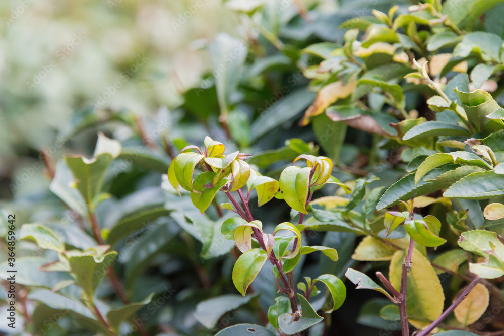 Tea garden at Korakuen Garden in Okayama, Japan. Korakuen was built in 1700 by Ikeda Tsunamasa, lord of Okayama. It is one of the Three Great Gardens of Japan.