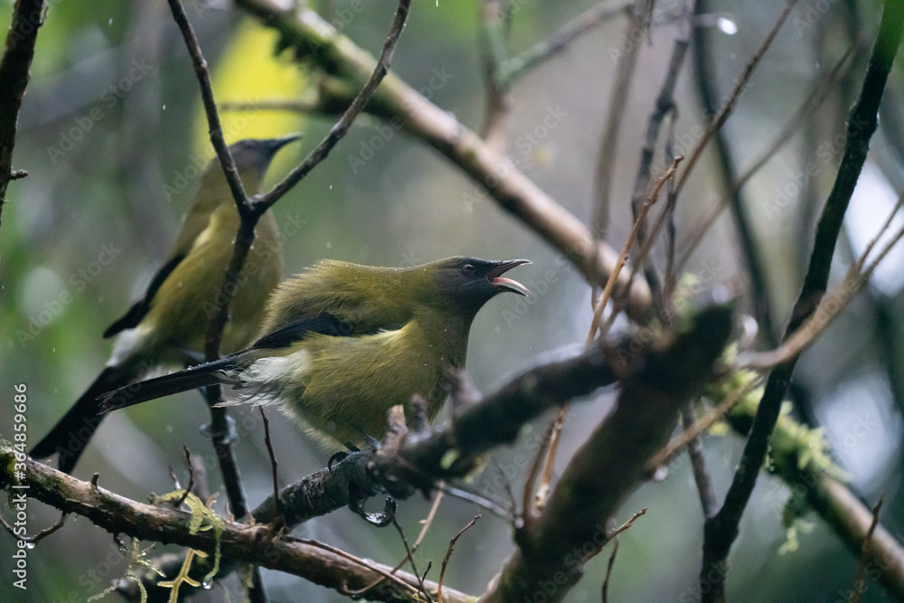 Obraz premium A Bellbird in New Zealand singing in a tree