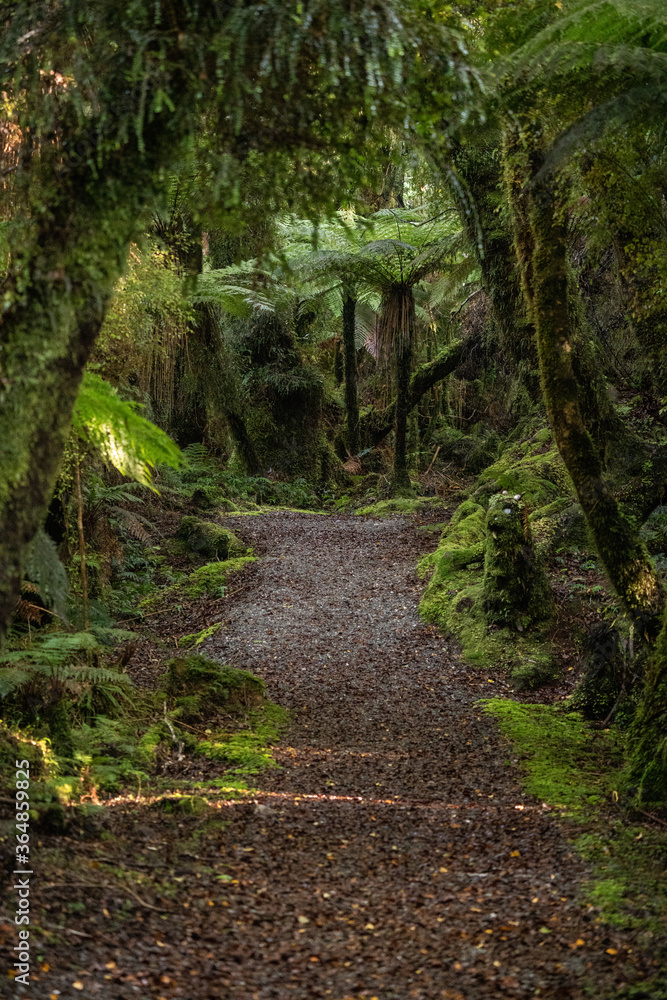 A scenic path amongst New Zealand native bush and trees in a West Coast Rainforest on the South Island A scenic path amongst New Zealand native bush and trees in a West Coast Rainforest on the South Island