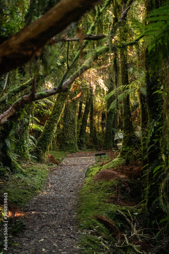 A scenic path amongst New Zealand native bush and trees in a West Coast Rainforest on the South Island