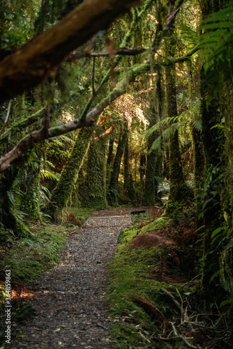 Obraz na płótnie A scenic path amongst New Zealand native bush and trees in a West Coast Rainforest on the South Island w salonie