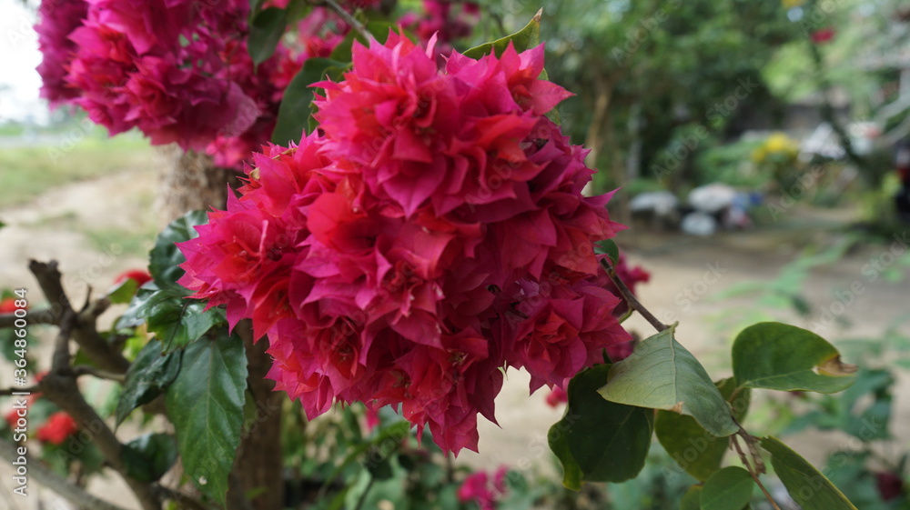 Pink flowers that grow between dense foliage and have unique characteristics. Suitable for people who are looking for photos about flowers and plants