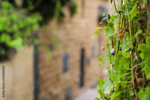 Wallpaper Mural Detail of bindweed in stone wall Torontodigital.ca