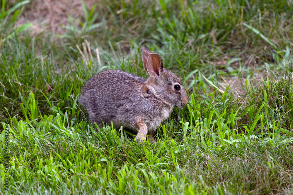 Fototapeta premium Young wild rabbit grazing in the meadow