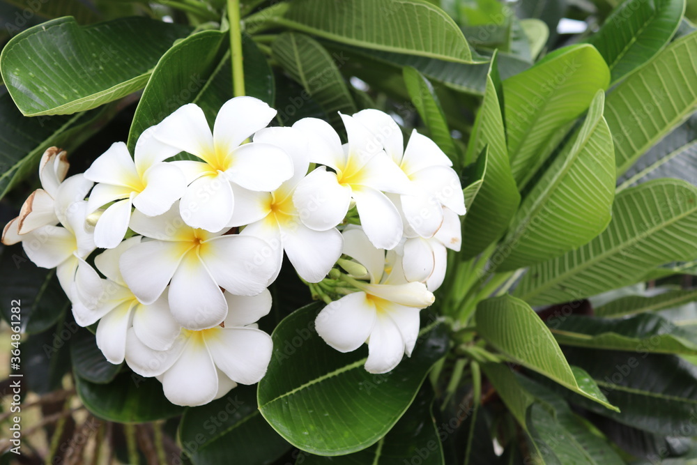 Fototapeta premium Frangipani flower blooming on green leaves branches hanging on tree in the garden.