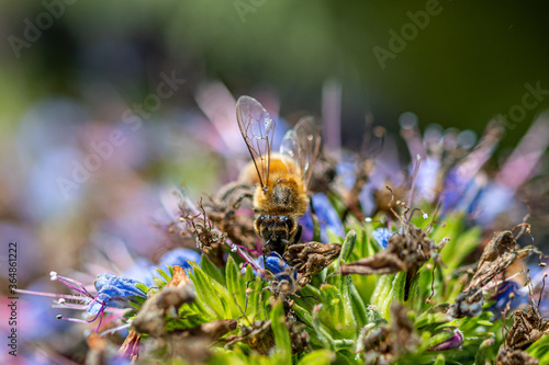 Macro Shot of a Honey Bee on Blue and Pink Flowers