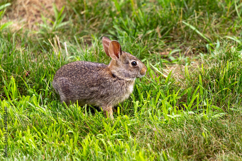 Young wild rabbit grazing in the meadow © karel
