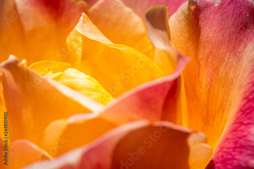 Macro Orange and Yellow Rose