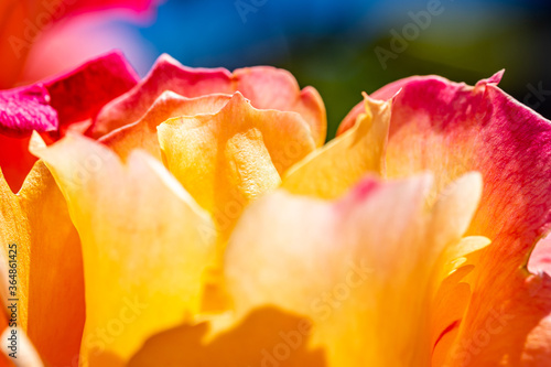 Macro Orange and Yellow Rose