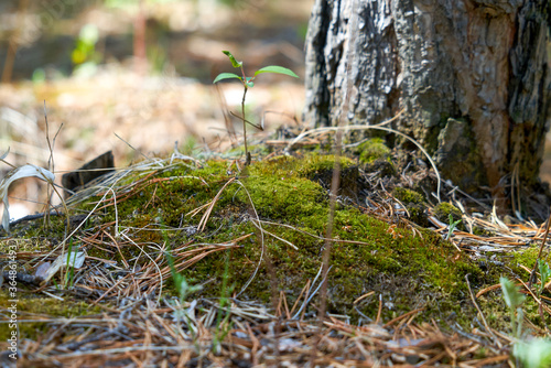 sprout, tree trunk, moss, morning in the forest