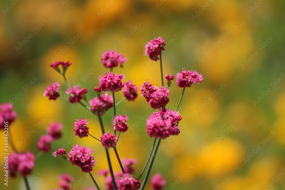 Bright pink flower against orange gold background. Bright pink flower against orange gold background.
