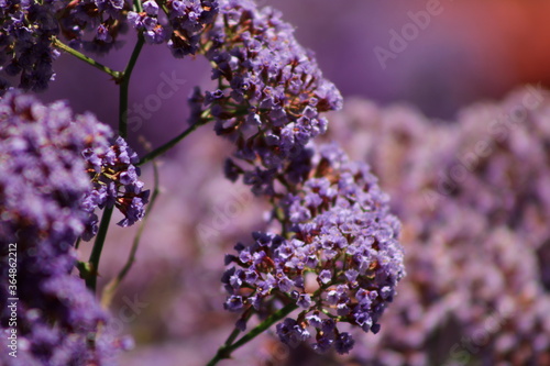 Purple wildflowers