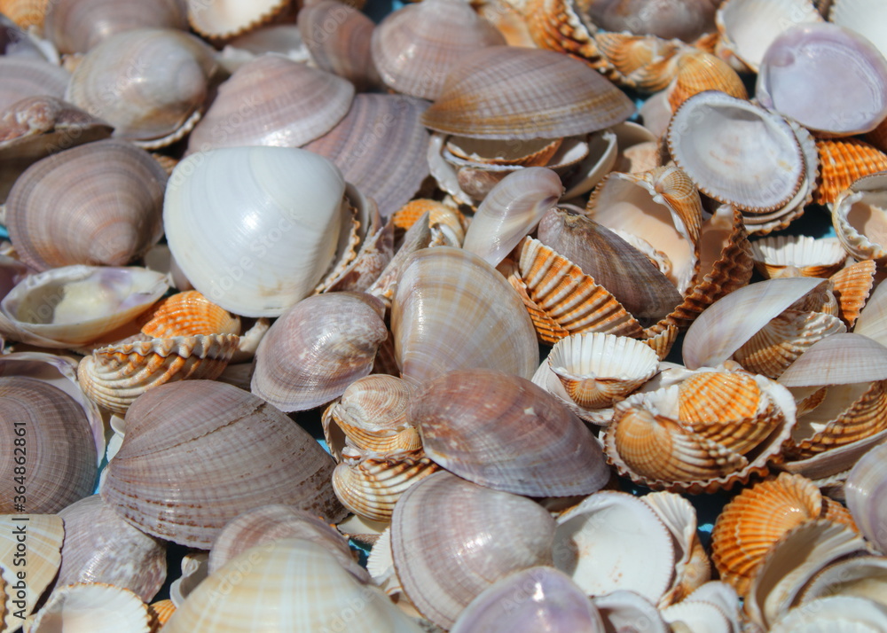 Bunch of sea shells