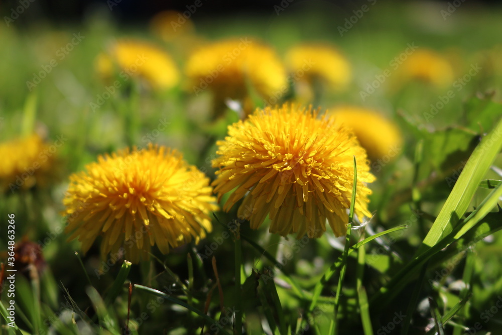 Close photo of dandelion on a sunny day