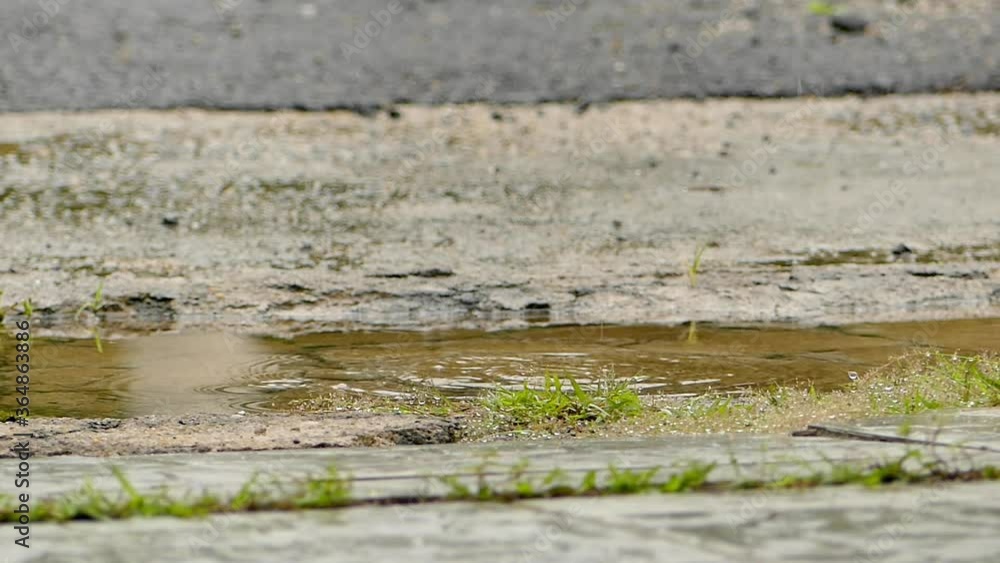 Rain drops into a puddle, after rain in tropical region Malaysia Rain drops into a puddle, after rain in tropical region Malaysia
