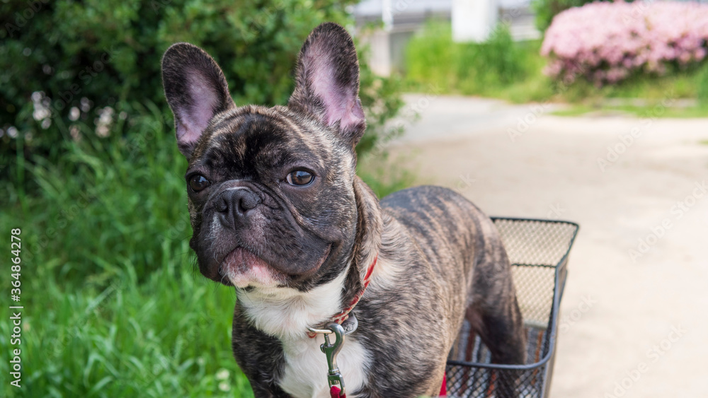 outdoor French bulldog portrait 