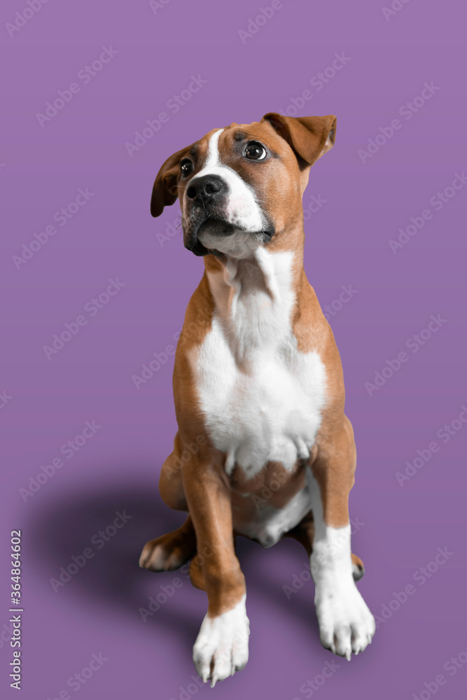 jack russell terrier purple background easy to use in advertisemnt jack russell terrier purple background easy to use in advertisemnt