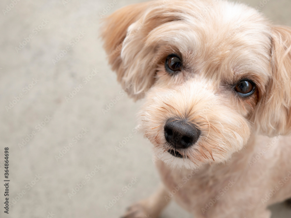 じっと座って見つめるかわいいアプリコットの小型犬【トイプードル・マルプー】