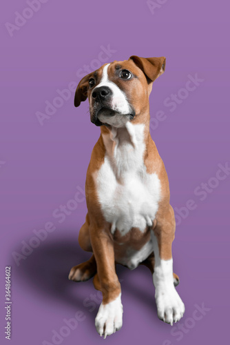 jack russell terrier purple background easy to use in advertisemnt