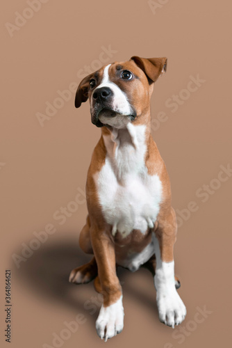 jack russell terrier © Orgilfoto
