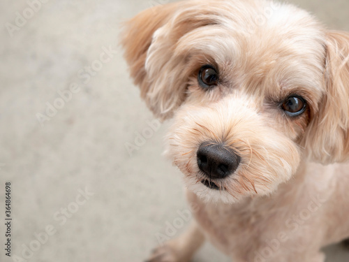 じっと座って見つめるかわいいアプリコットの小型犬【トイプードル・マルプー】 © nozomin