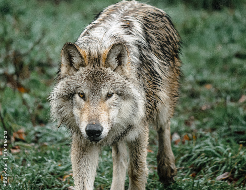 wolf in the grass