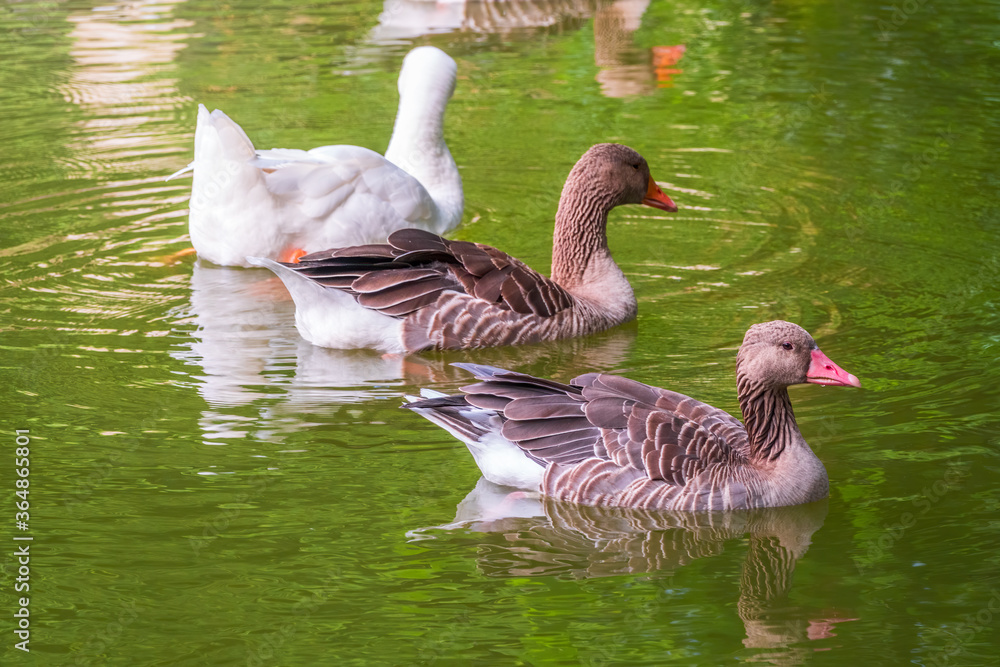 Three geese - two gray and one white - swim in the lake with green water. Three geese - two gray and one white - swim in the lake with green water.