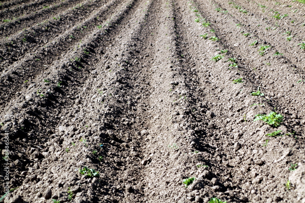 Combs with planted potatoes in a field in spring Combs with planted potatoes in a field in spring