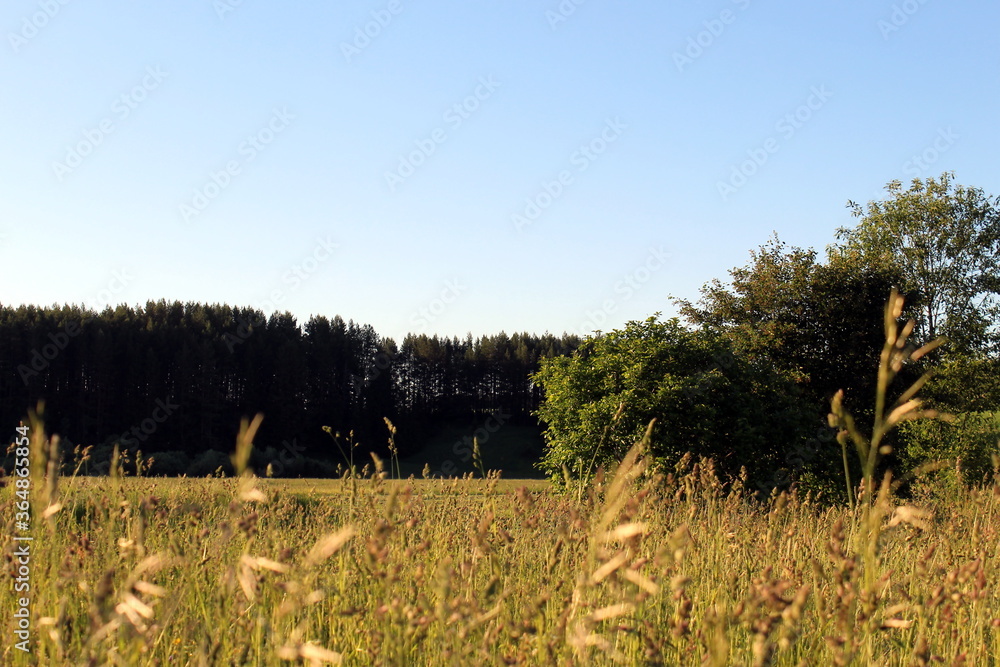 Evening field with tall grass on the background of the forest