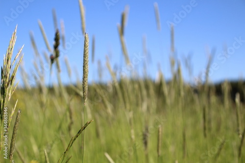 Blurred photo of a summer sunny day in a field with tall grass