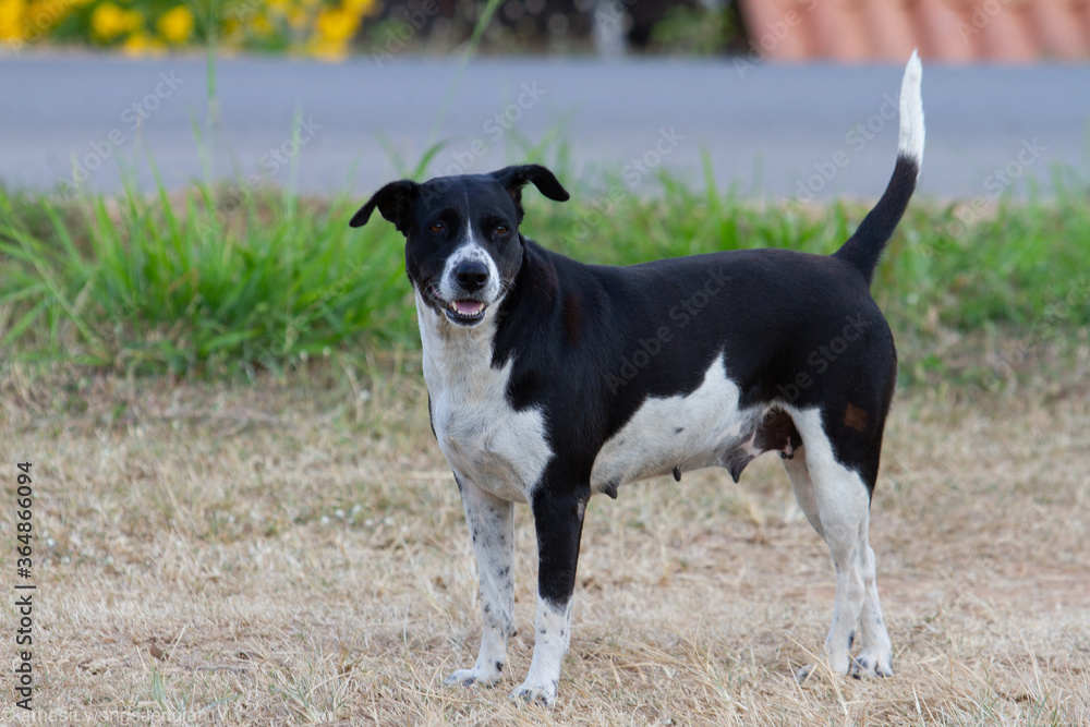 border collie puppy