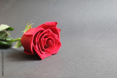 One red rose lies on a gray background