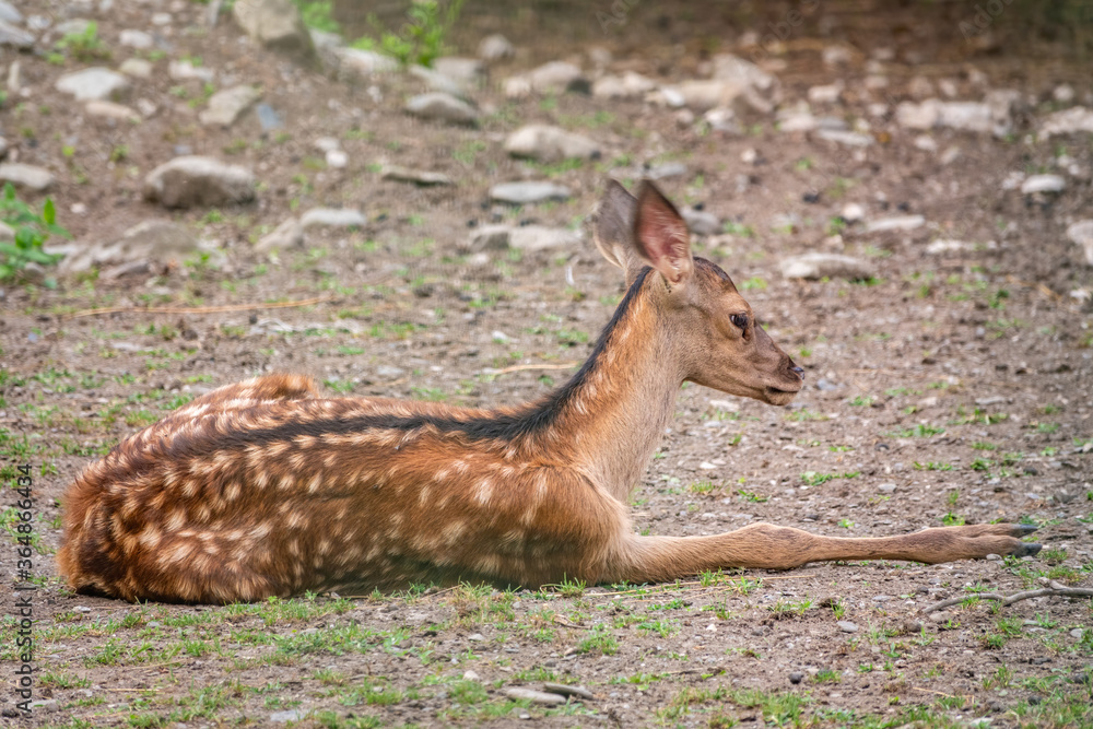 A young sika deer Lying on the ground and grass A young sika deer Lying on the ground and grass