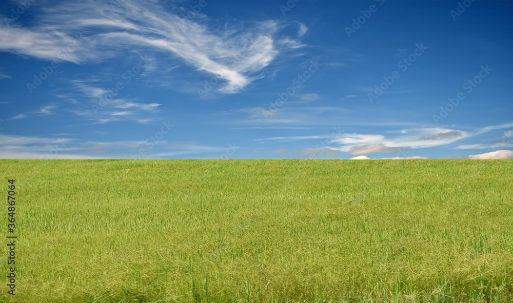 green field and blue sky