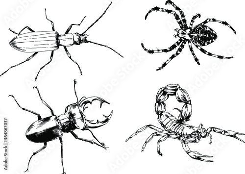 vector drawings sketches different insects bugs Scorpions spiders drawn in ink by hand , objects with no background