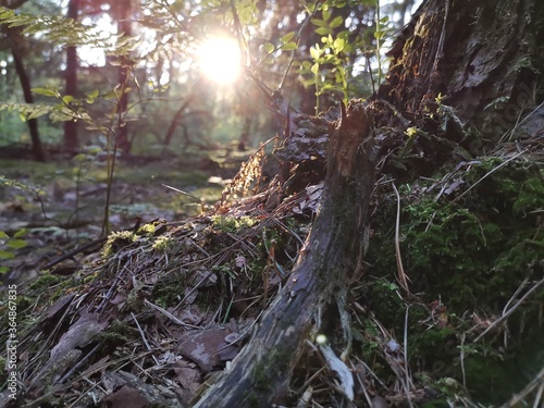 tree in the forest