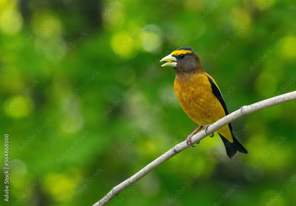 Fototapeta premium Evening Grosbeak on a branch in south eastern Idaho in the spring