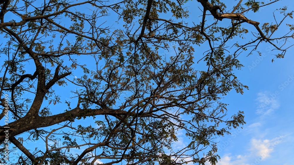 Fototapeta premium tree branches against blue sky