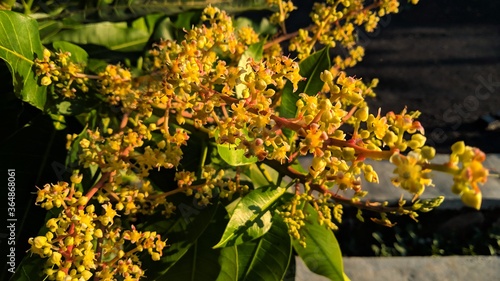 Close up mango flowers in a garden