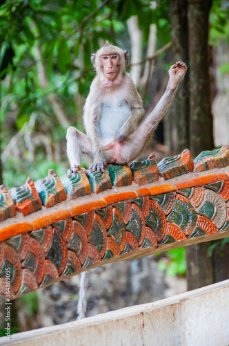 Wall Mural A monkey in Thai temple