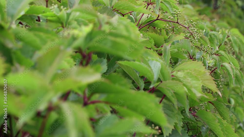 The green leaves of the bush are gently stroked by the hand of a young girl. In the foreground is a green space in defocusing. Beautifully cropped plant crown. 4K. The green leaves of the bush are gently stroked by the hand of a young girl. In the foreground is a green space in defocusing. Beautifully cropped plant crown. 4K.