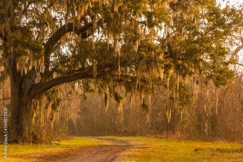 Vászonkép Live Oak Tree Draped With Spanish Moss Over  Horseshoe Lake Loop Trail, Brazos B