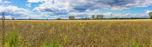 Blühwiese, Feldrand, Bienenschutz, Panorama Kornfeld, EU Naturschutz, Europäische Union Fördermittel,  © Maurice Tricatelle