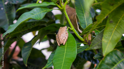 Back view Image of Mexican-tree frog or (Smilisca baudinii - in Latin) perched on the leaf. Photographed at close range, outdoor.