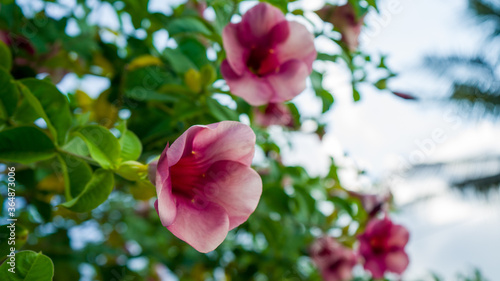 Close-up image of the violet Allamanda flowers or  Allamanda blanchetii - in Latin  blossoming on the branches  with green leaves as background.